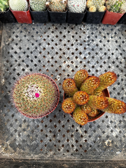 4" Live Cactus (2 Pack) | Assorted Potted Indoor Houseplants