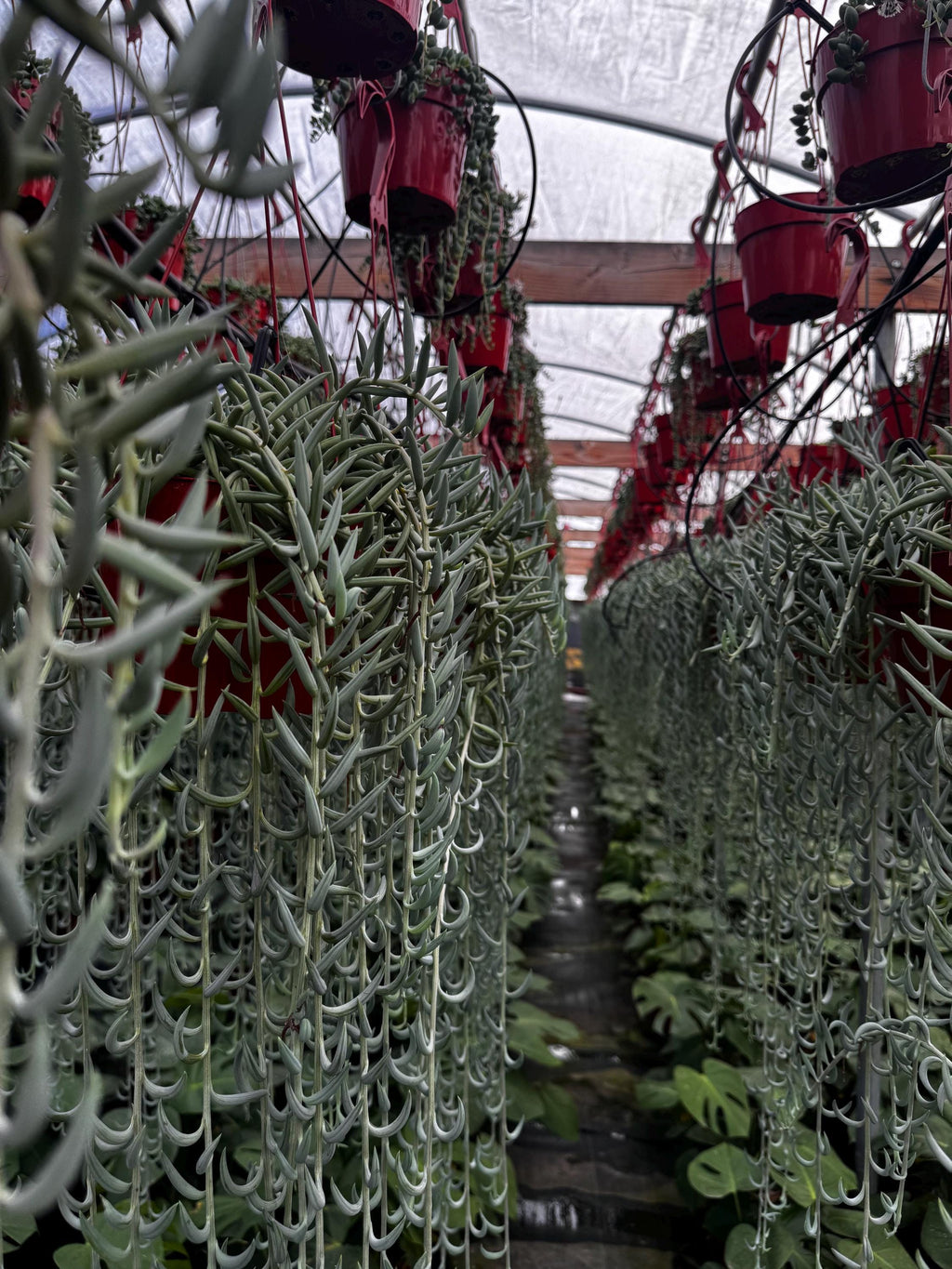 6 Inch String of Fishhooks Succulent | Live Trailing Plant