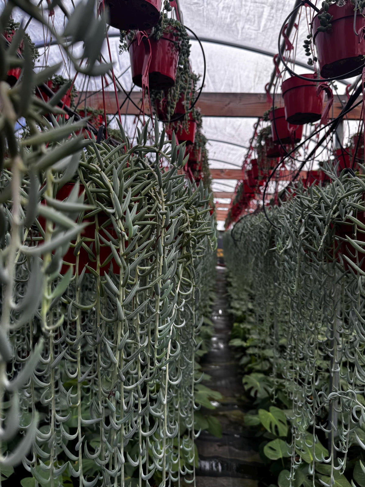6 Inch String of Fishhooks Succulent | Live Trailing Plant