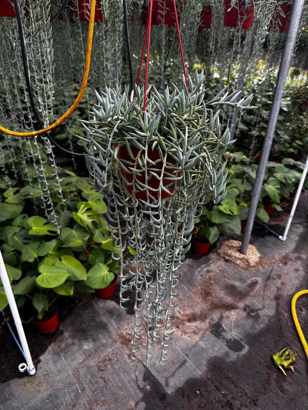 6 Inch String of Fishhooks Succulent | Live Trailing Plant