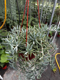 6 Inch String of Fishhooks Succulent | Live Trailing Plant