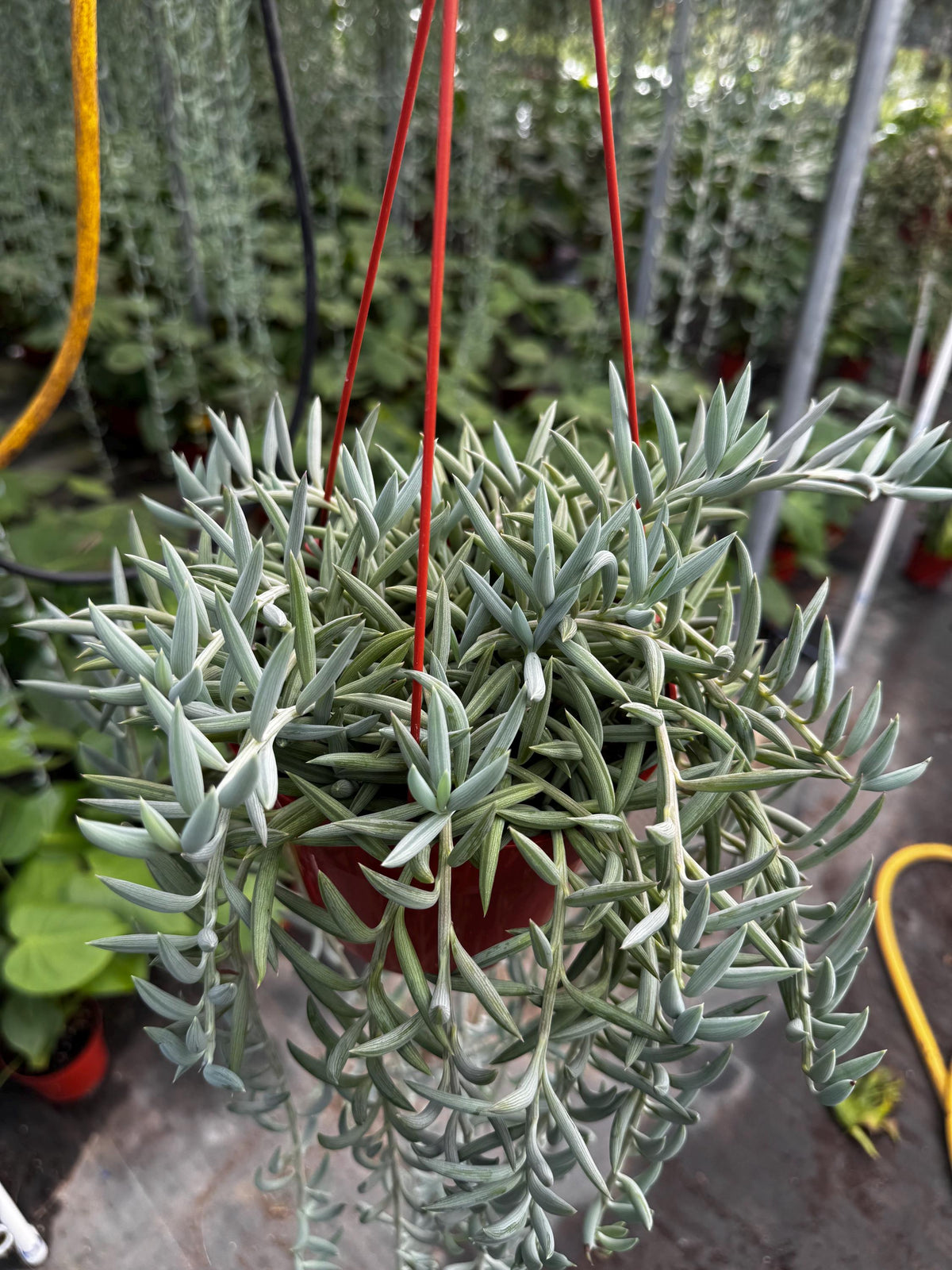 6 Inch String of Fishhooks Succulent | Live Trailing Plant