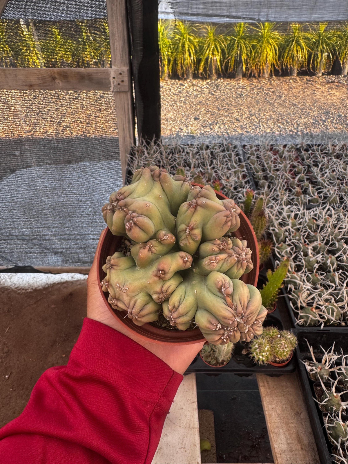4” Monstrose ‘Ming Thing’ Cactus live plant
