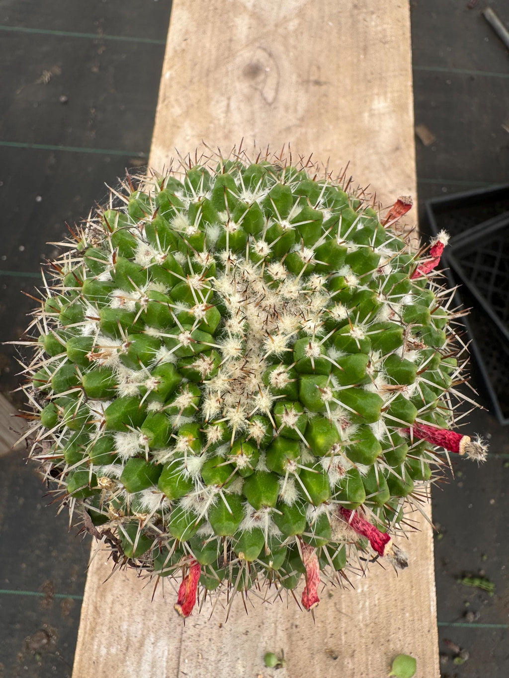 4” Mammillaria Magnimamma Cactus | Mature Nipple Cactus | Easy Care Desert Plant