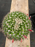 4” Mammillaria Magnimamma Cactus | Mature Nipple Cactus | Easy Care Desert Plant