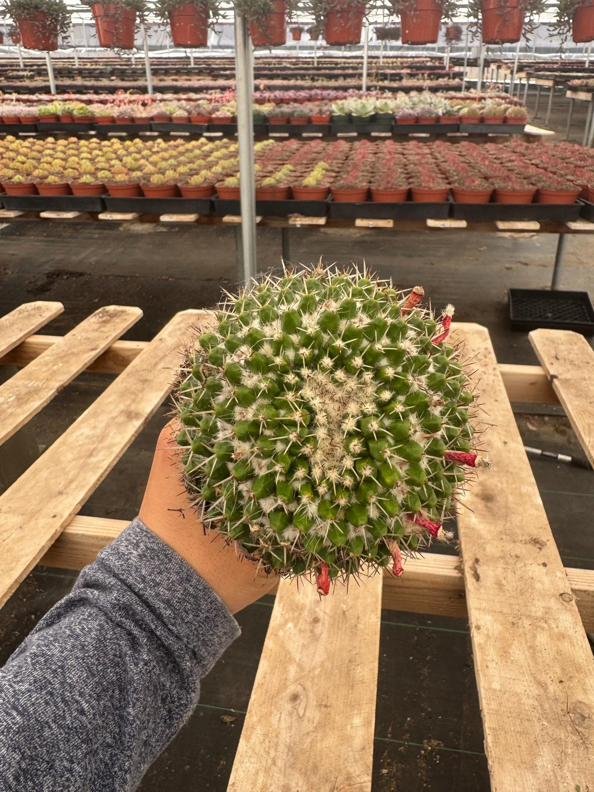 4” Mammillaria Magnimamma Cactus | Mature Nipple Cactus | Easy Care Desert Plant
