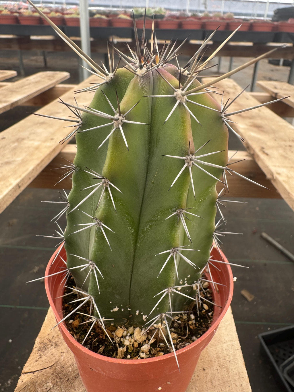 4” Stenocereus Griseus Cactus | Gray Ghost Organ Pipe Cactus | Rare Columnar Cac