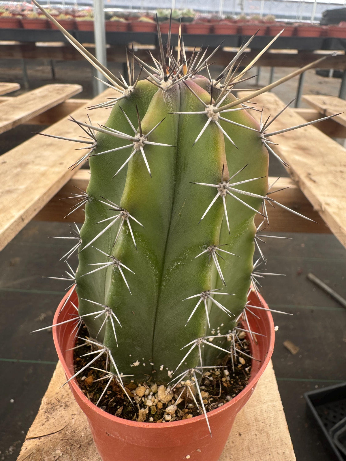 4” Stenocereus Griseus Cactus | Gray Ghost Organ Pipe Cactus | Rare Columnar Cac