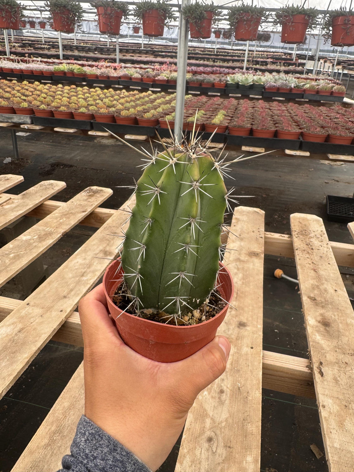 4” Stenocereus Griseus Cactus | Gray Ghost Organ Pipe Cactus | Rare Columnar Cac