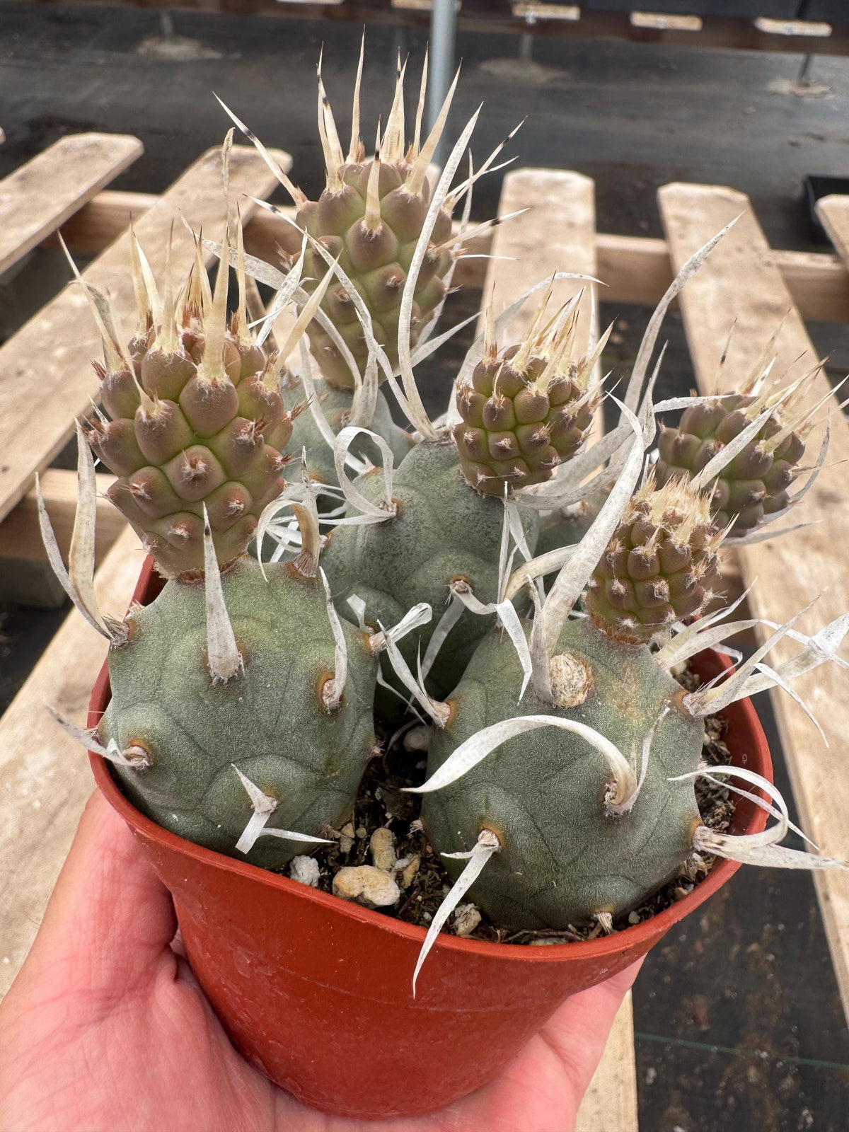 4” Opuntia Papyracantha Cactus | Paper Spine Prickly Pear | Rare Desert Cactus |