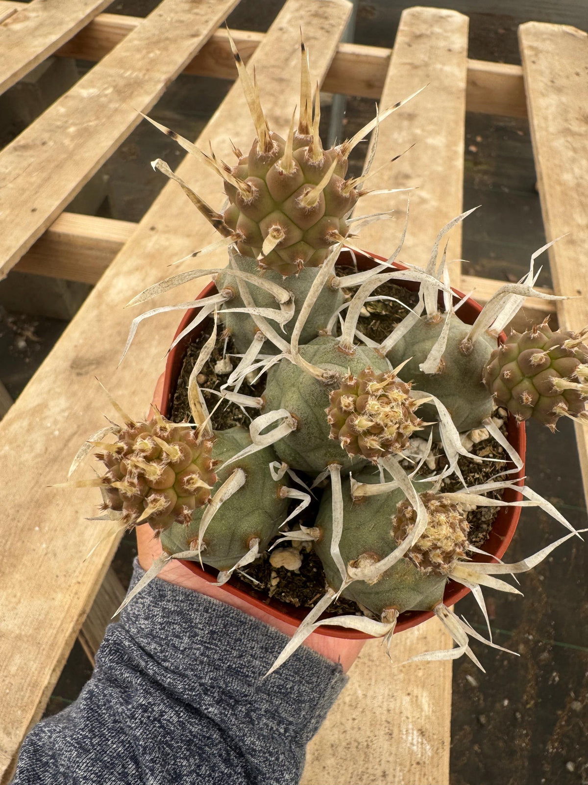 4” Opuntia Papyracantha Cactus | Paper Spine Prickly Pear | Rare Desert Cactus |
