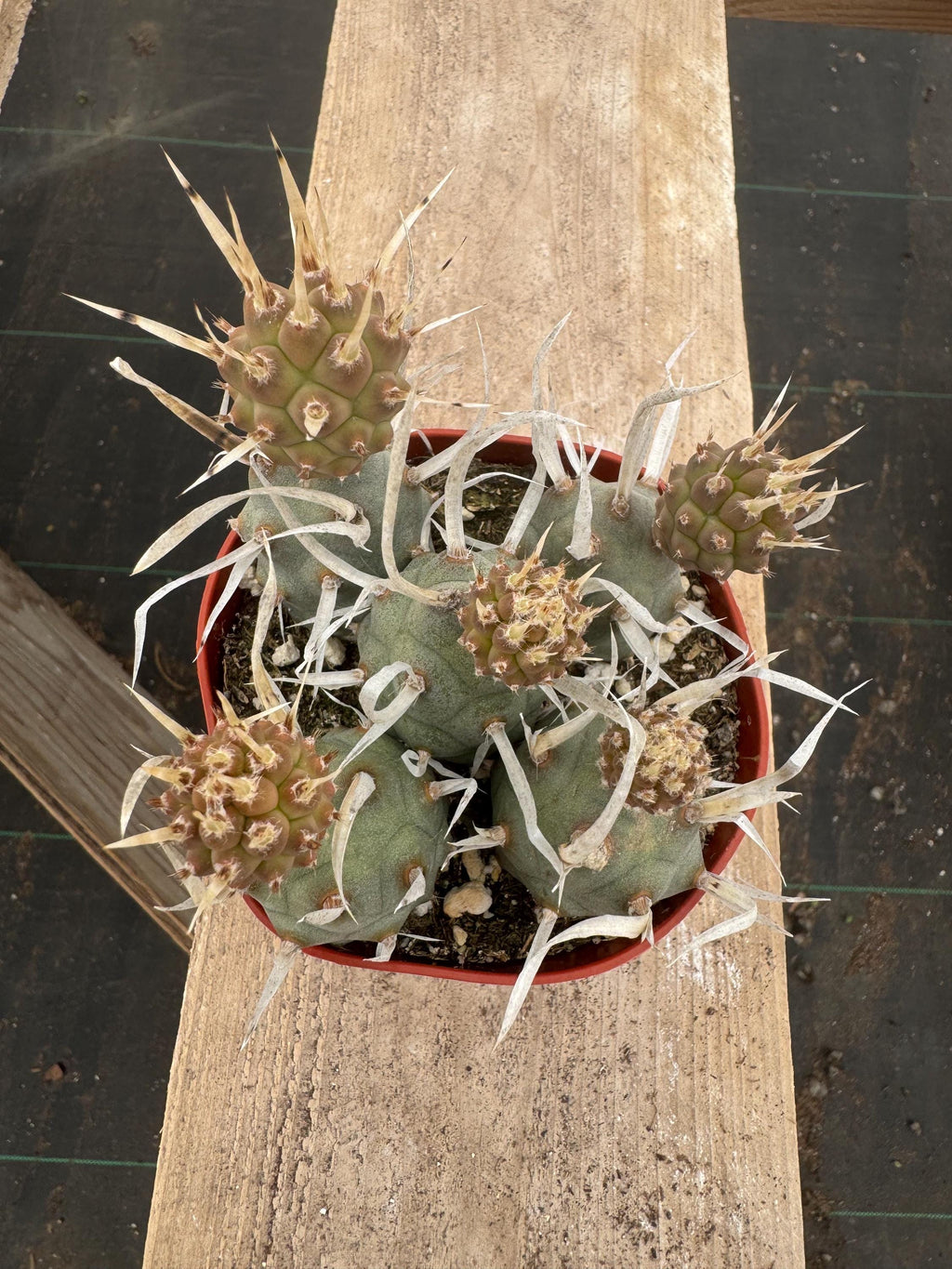 4” Opuntia Papyracantha Cactus | Paper Spine Prickly Pear | Rare Desert Cactus |