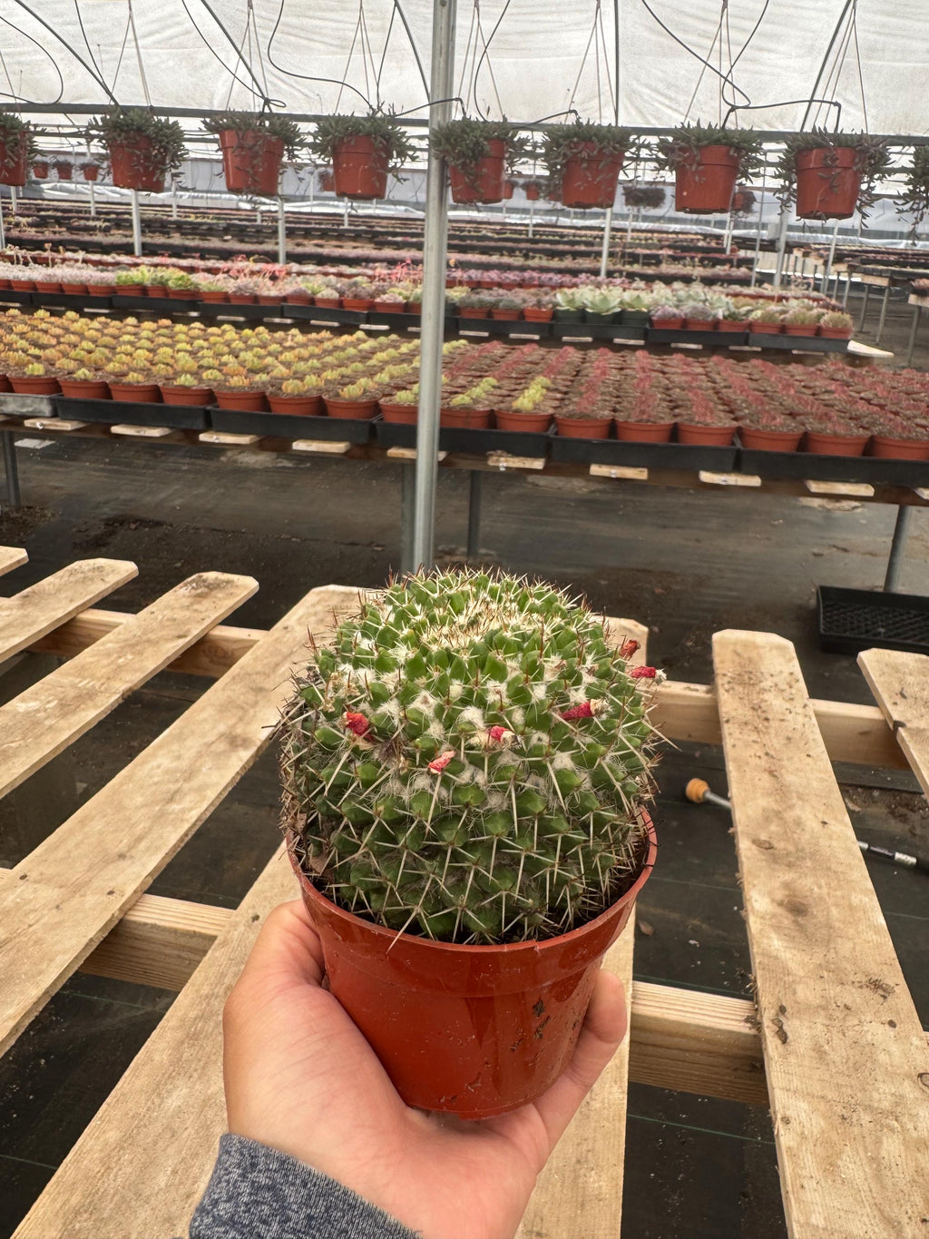 4” Mammillaria Magnimamma Cactus | Mature Nipple Cactus | Easy Care Desert Plant