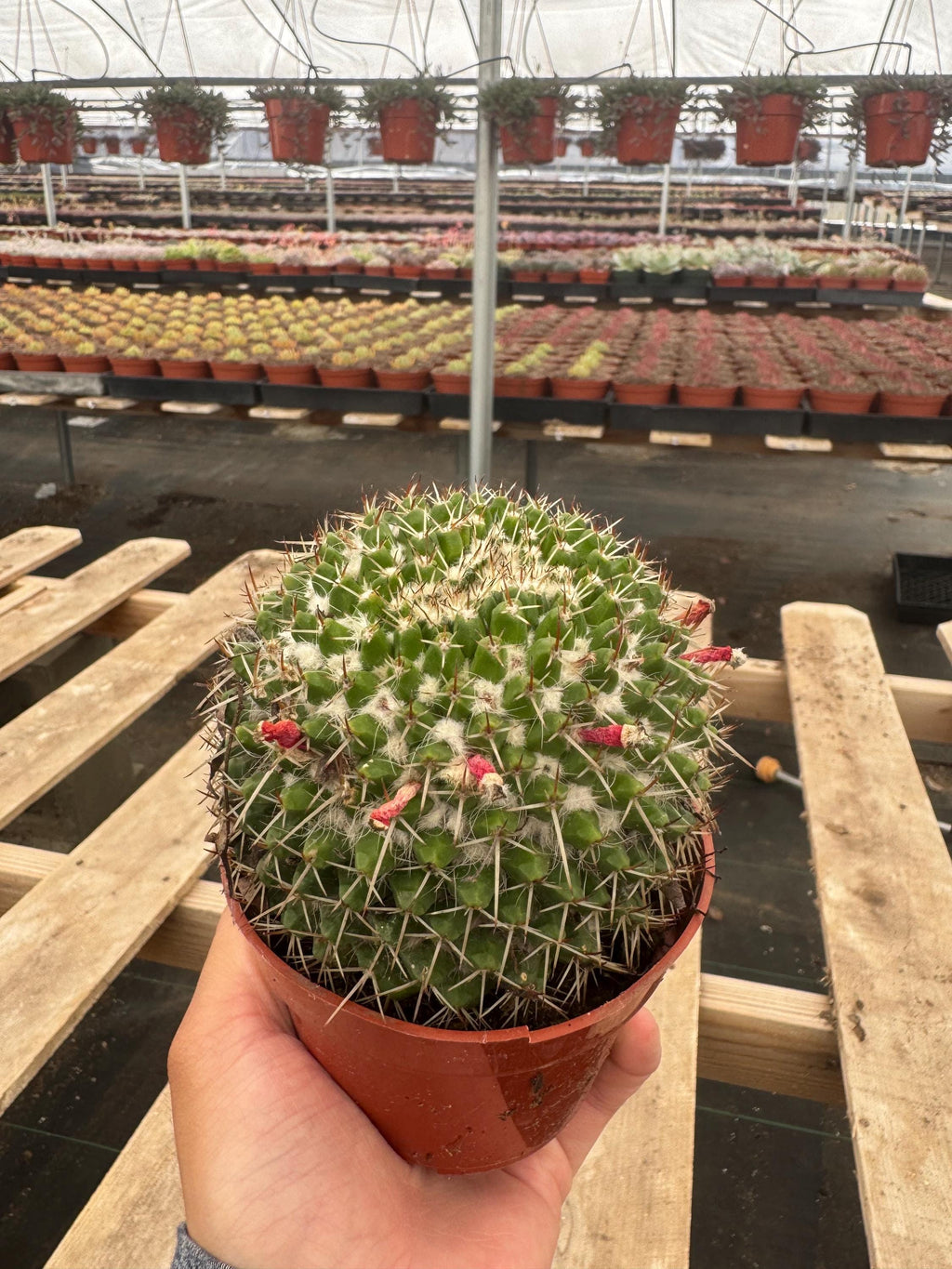 4” Mammillaria Magnimamma Cactus | Mature Nipple Cactus | Easy Care Desert Plant