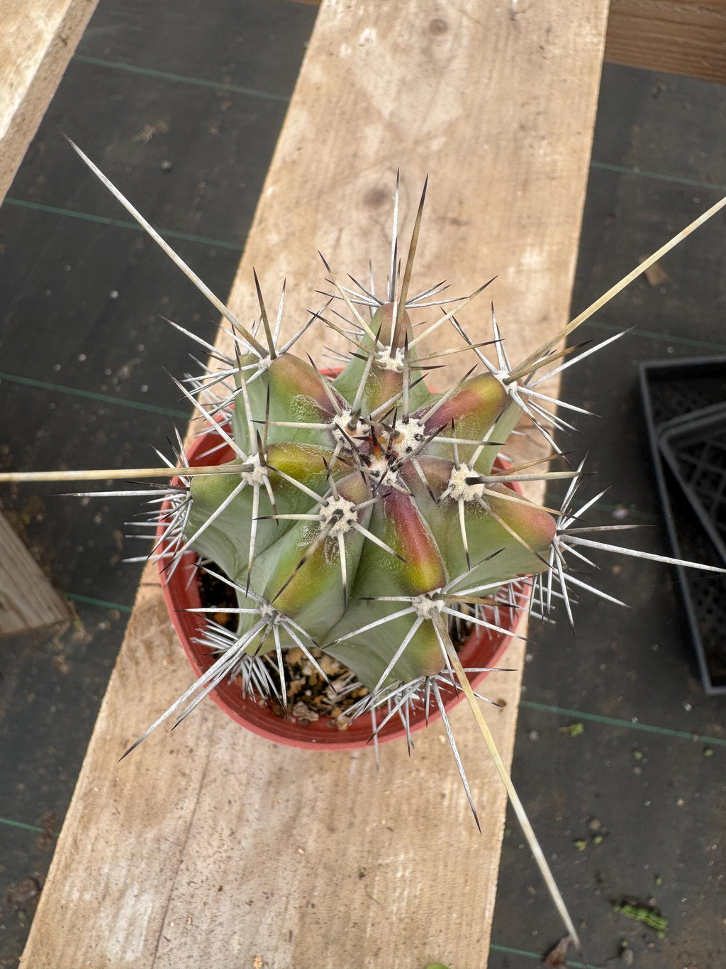 4” Stenocereus Griseus Cactus | Gray Ghost Organ Pipe Cactus | Rare Columnar Cac