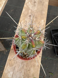 4” Stenocereus Griseus Cactus | Gray Ghost Organ Pipe Cactus | Rare Columnar Cac