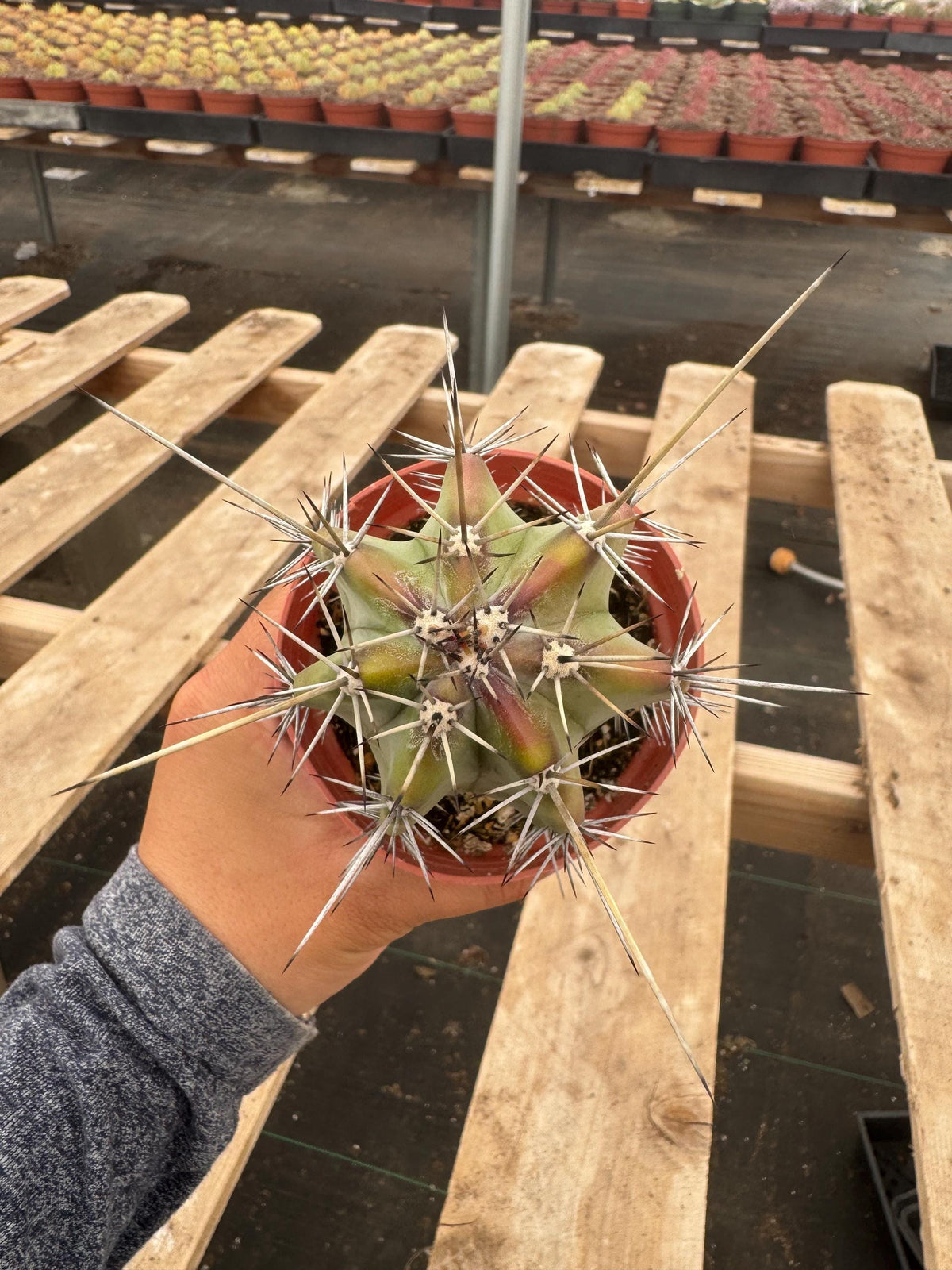 4” Stenocereus Griseus Cactus | Gray Ghost Organ Pipe Cactus | Rare Columnar Cac