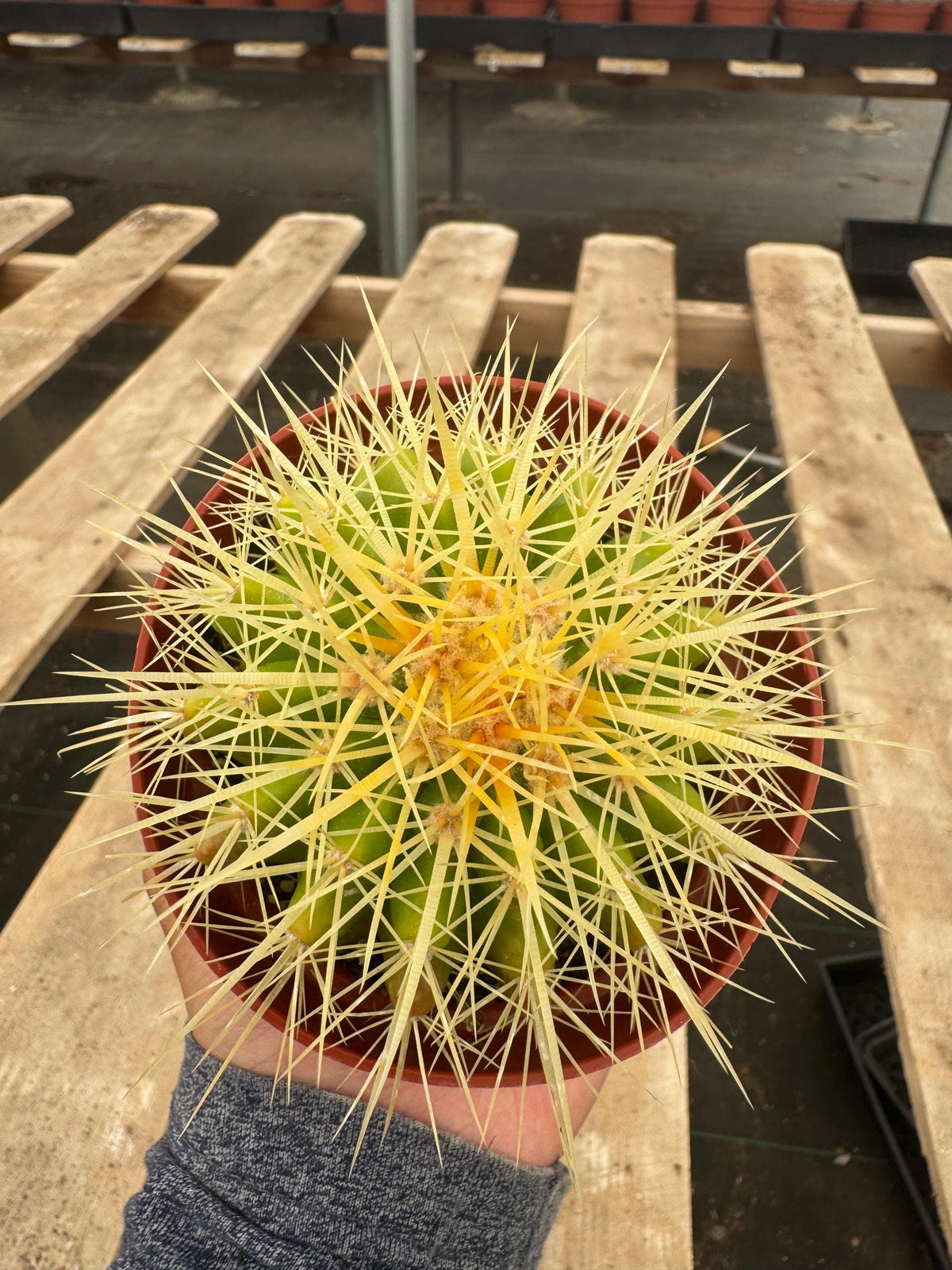 4” Golden Barrel Cactus | Echinocactus Grusonii | Live Desert Cactus Plant | Eas