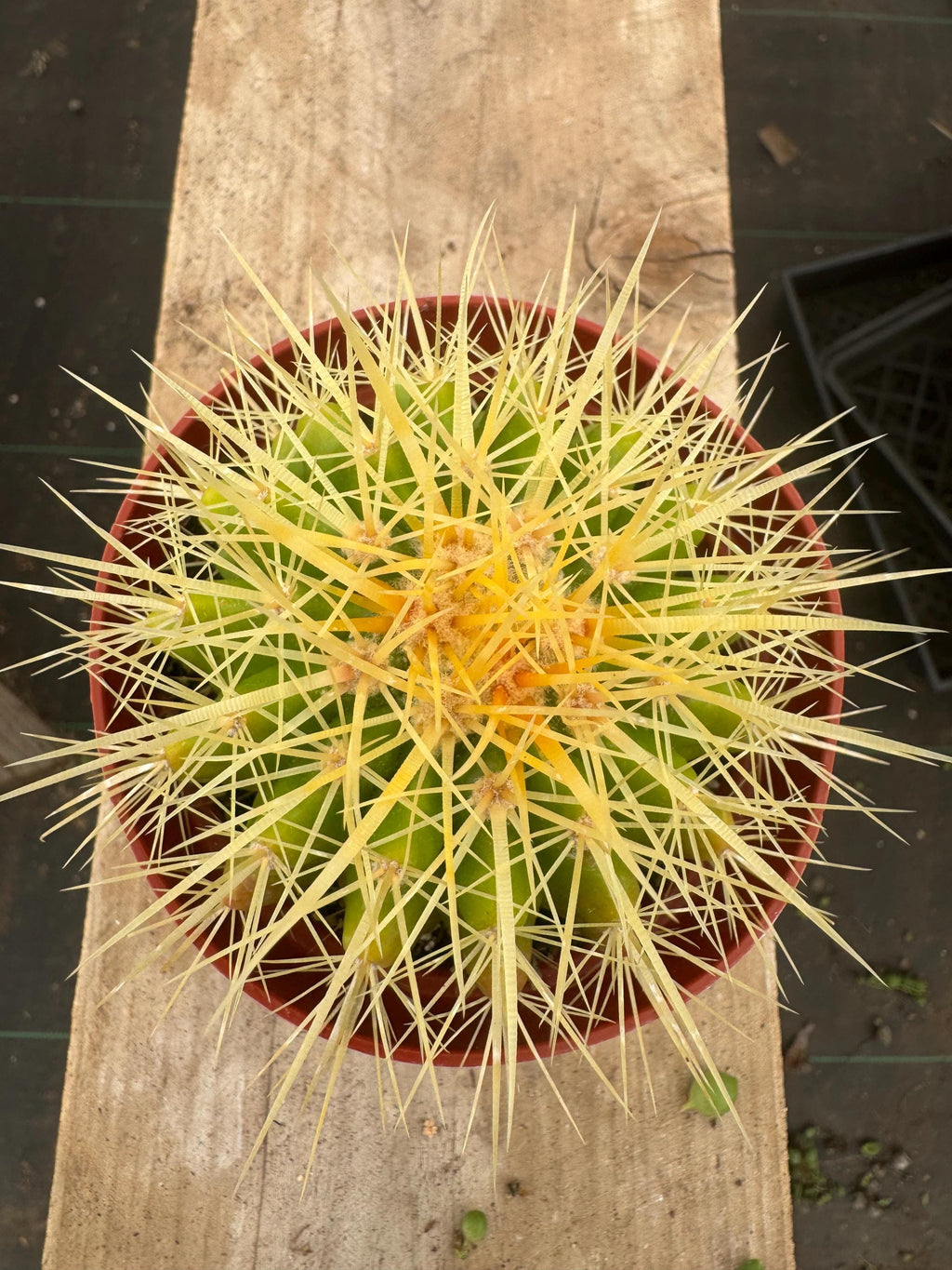 4” Golden Barrel Cactus | Echinocactus Grusonii | Live Desert Cactus Plant | Eas