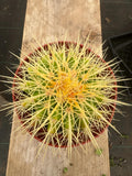 4” Golden Barrel Cactus | Echinocactus Grusonii | Live Desert Cactus Plant | Eas
