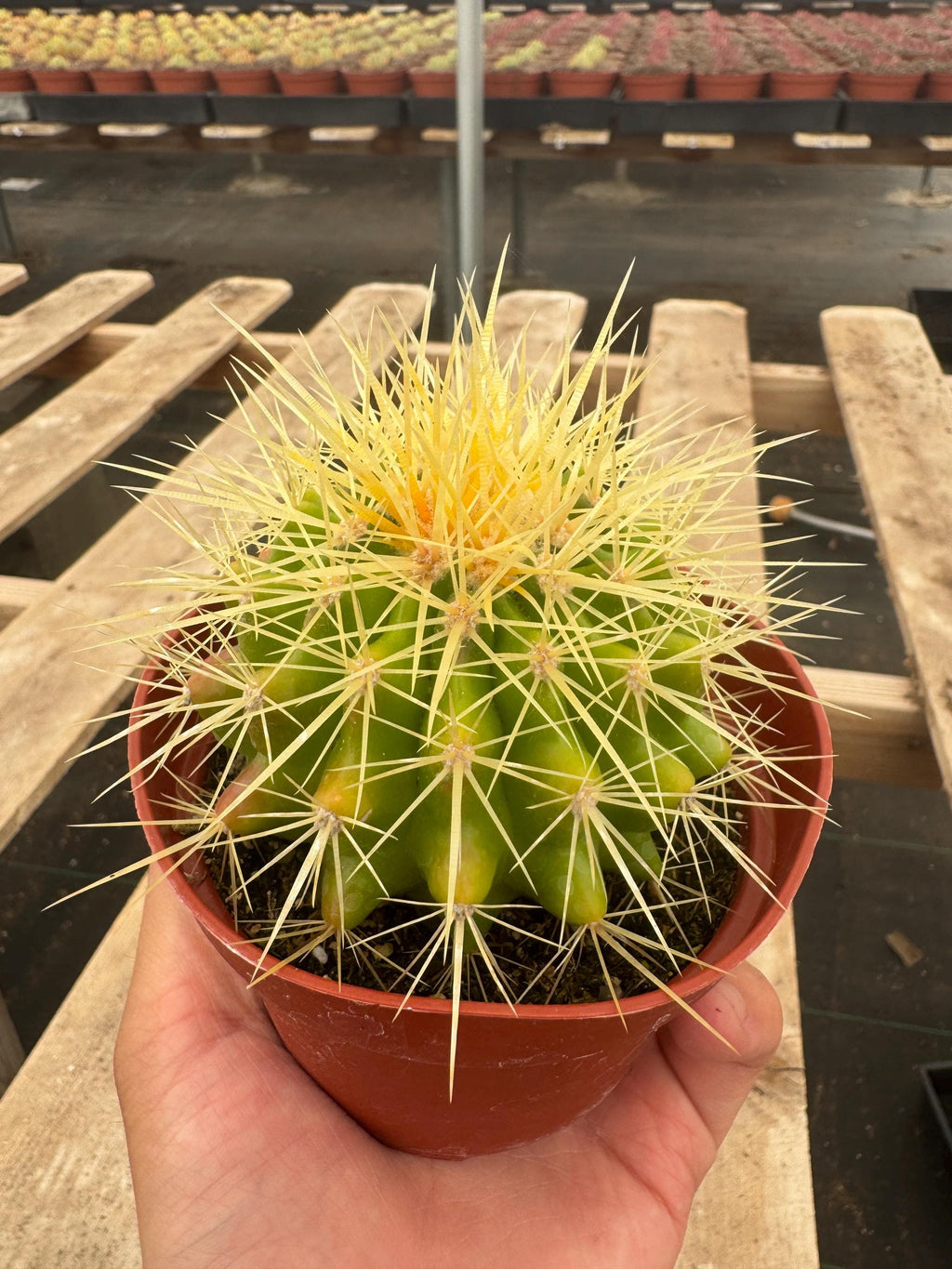4” Golden Barrel Cactus | Echinocactus Grusonii | Live Desert Cactus Plant | Eas