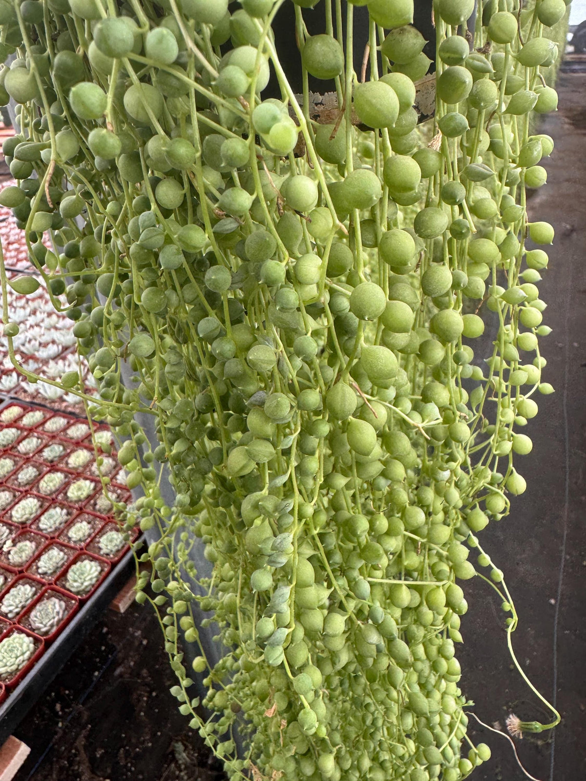 3+ FT String of Pearls Plant (6” Pot) | Extra Long Senecio Rowleyanus | Live Han