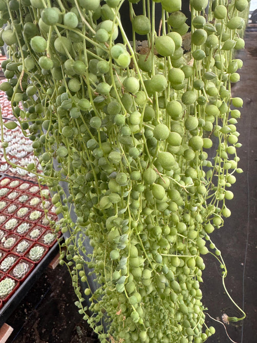 3+ FT String of Pearls Plant (6” Pot) | Extra Long Senecio Rowleyanus | Live Han