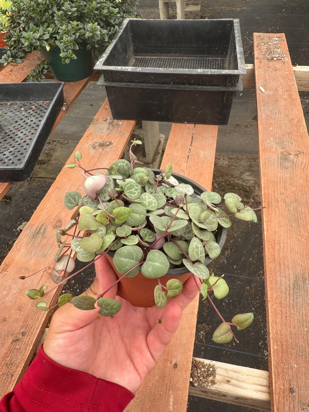 4” String of Hearts – Live Trailing Succulent House Plant – Indoor Decor & Gift