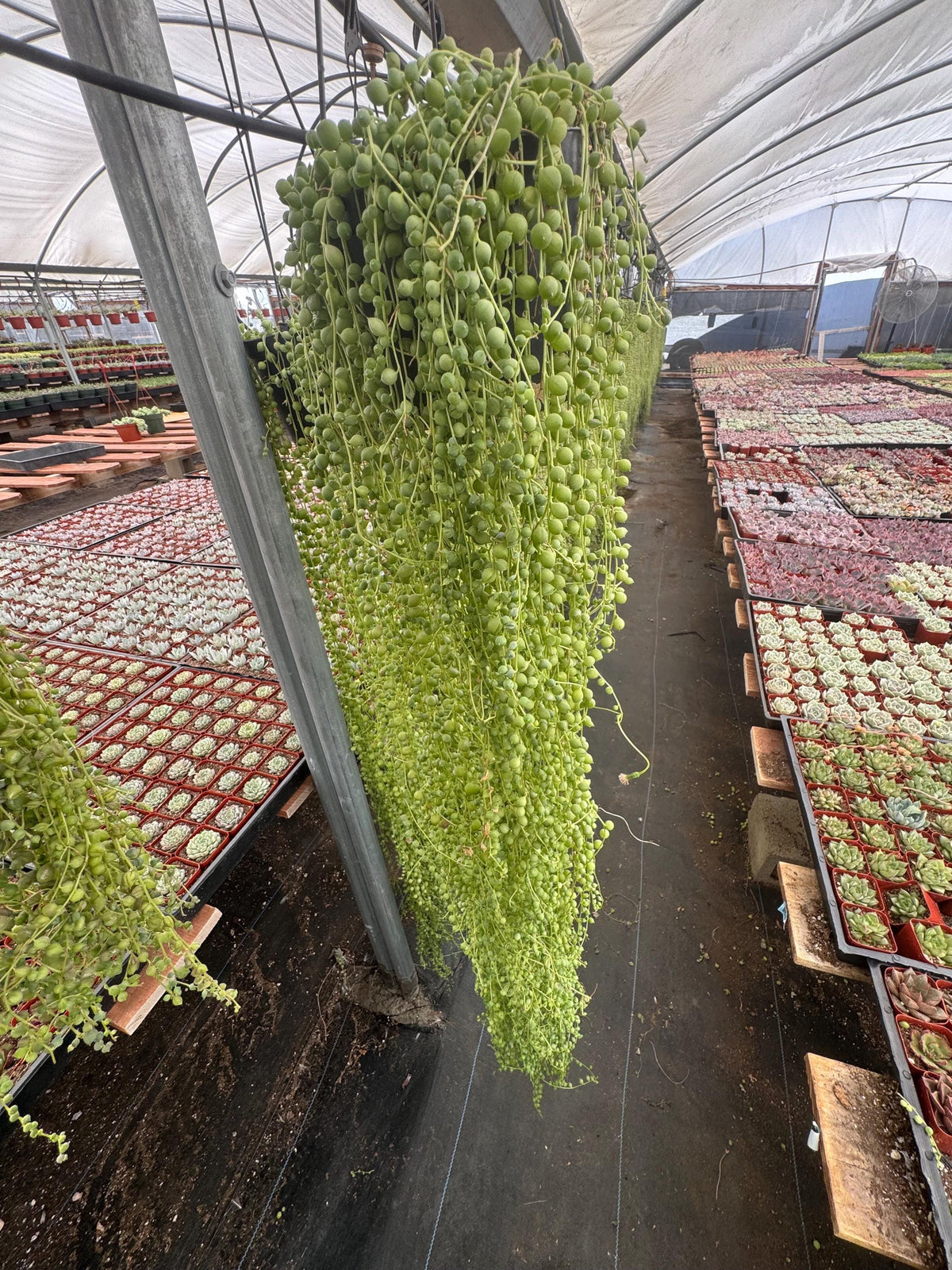 3+ FT String of Pearls Plant (6” Pot) | Extra Long Senecio Rowleyanus | Live Han