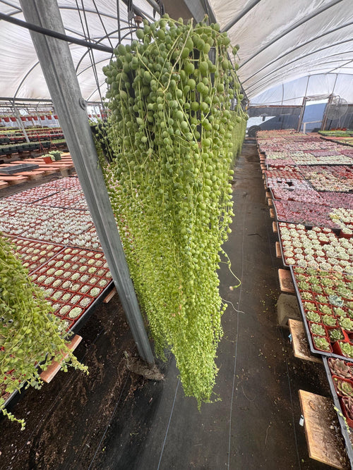 3+ FT String of Pearls Plant (6” Pot) | Extra Long Senecio Rowleyanus | Live Han