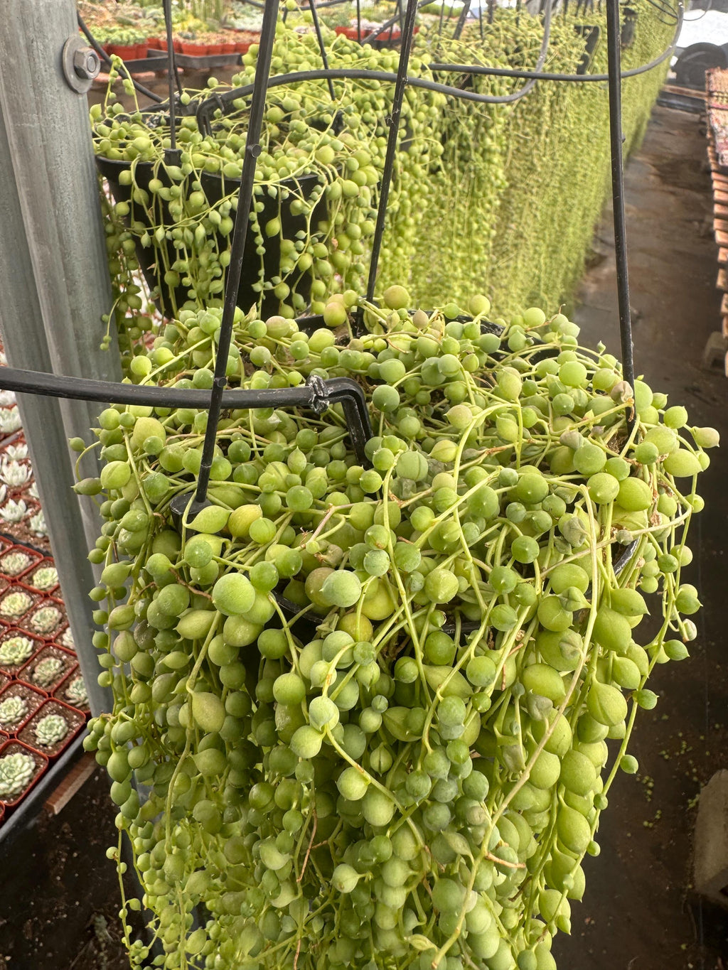 3+ FT String of Pearls Plant (6” Pot) | Extra Long Senecio Rowleyanus | Live Han